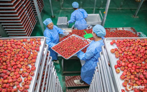 聞喜縣陽隅鎮 深加工賦能鮮果產業，小水果撬動鄉村大振興